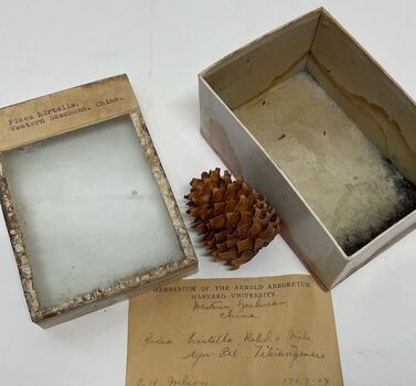Plant Specimen from the VSF Herbarium