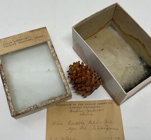 Plant Specimen from the VSF Herbarium