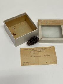 Plant specimen - Plant Specimen from the VSF Herbarium, Larix potaninii, Western Szechuan, China