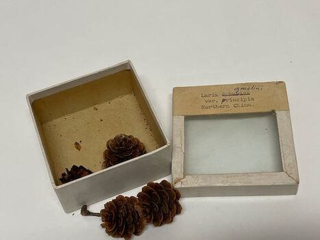 Plant Specimen from the VSF Herbarium