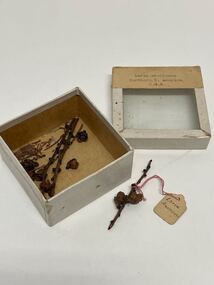Plant specimen - Plant Specimen from the VSF Herbarium, Larix americana, Northern N. America, U.S.A