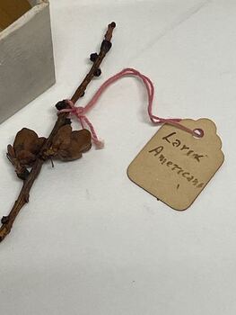 Plant Specimen from the VSF Herbarium