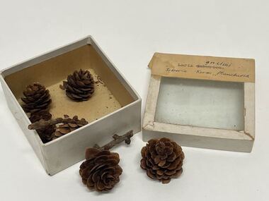 Plant Specimen from the VSF Herbarium