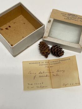 Plant Specimen from the VSF Herbarium