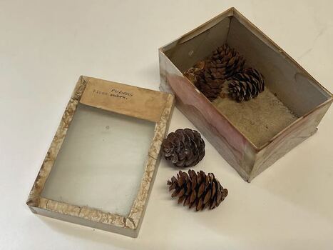 Plant Specimen from the VSF Herbarium