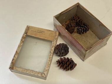 Plant Specimen from the VSF Herbarium
