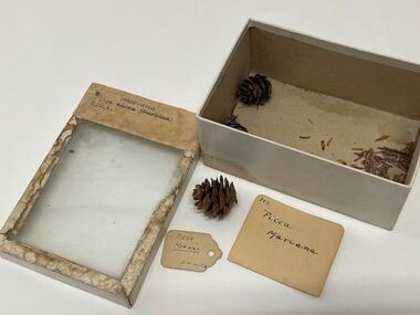 Plant Specimen from the VSF Herbarium