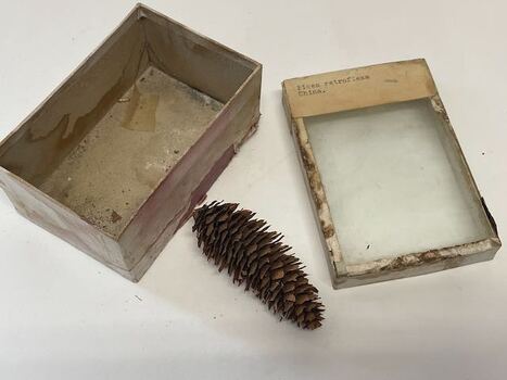 Plant Specimen from the VSF Herbarium