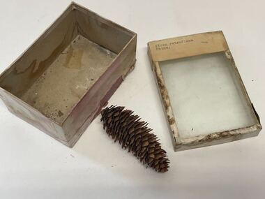 Plant Specimen from the VSF Herbarium