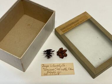 Plant specimen - Plant Specimen from the VSF Herbarium, Tsuga heterophylla. West Coast, North America