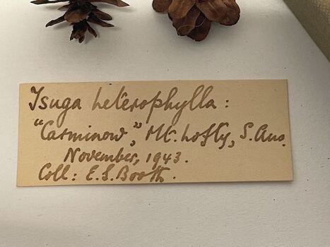 Note - Plant Specimen from the VSF Herbarium