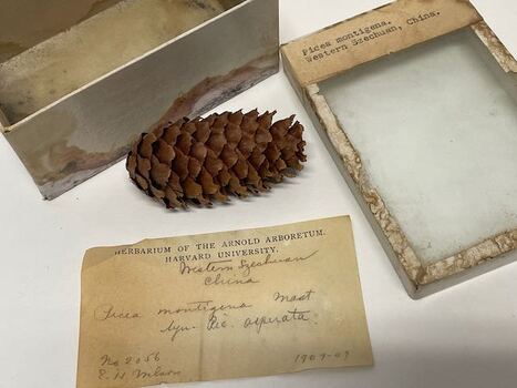 Plant Specimen from the VSF Herbarium