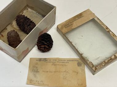 Plant Specimen from the VSF Herbarium