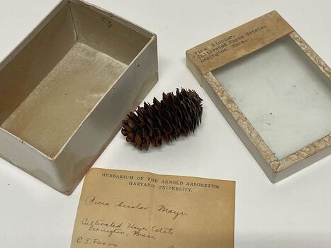 Plant Specimen from the VSF Herbarium