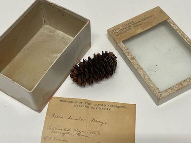 Plant Specimen from the VSF Herbarium