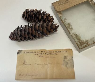 Plant Specimen from the VSF Herbarium