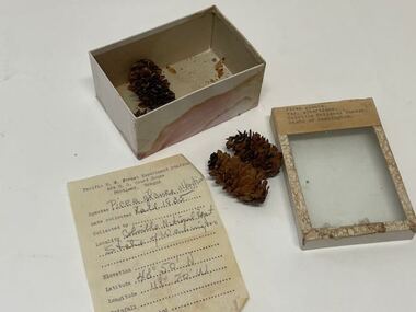 Plant specimen - Plant Specimen from the VSF Herbarium, Picea glauca. Var. albertiana. Colville National Forest. State of Washington