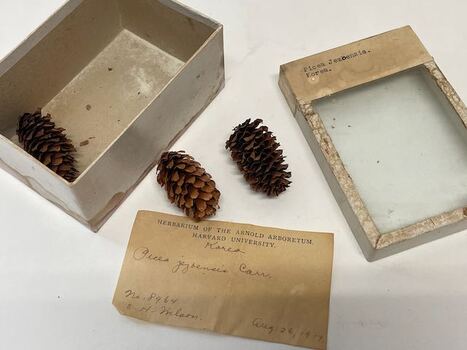 Plant Specimen from the VSF Herbarium