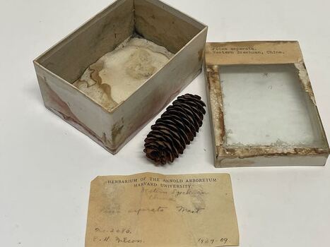 Plant Specimen from the VSF Herbarium