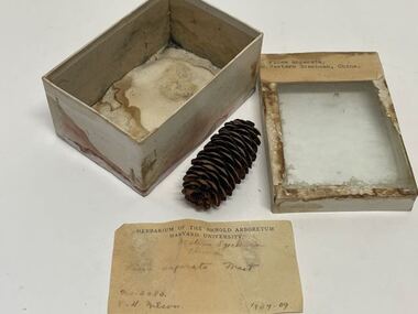 Plant Specimen from the VSF Herbarium