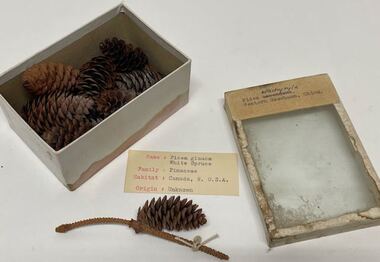 Plant Specimen from the VSF Herbarium