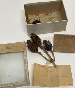 Plant specimen - Plant Specimen from the VSF Herbarium, Picea Maximoweczii. Tokyo. Japan