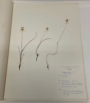 Student Plant Specimens