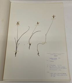Student Plant Specimens
