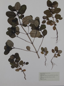 Plant specimen - Pressed Plant Material, Jenny Boyer, 1996