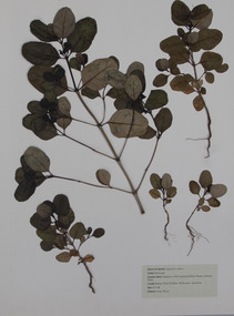 Plant specimen - Pressed Plant Material, Jenny Boyer, Pressed plants, 1996