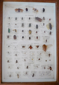 Animal specimen - Insect Collection, Joanne Morris, Student Insect collection and set of Entomology class notes, 1971-1973