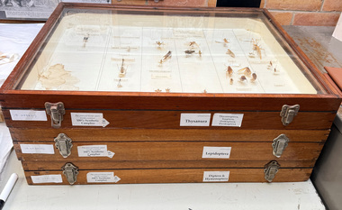 Animal specimen - Preserved Insect Collection, Educational preserved insect collection