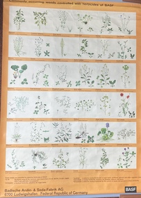 Poster, Commonly Occurring Weeds Controlled with Herbicides of B.A.S.F