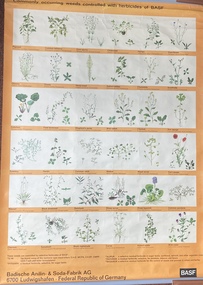 Poster, B.A.S.F, Commonly Occurring Weeds Controlled with Herbicides of B.A.S.F, Before 1991