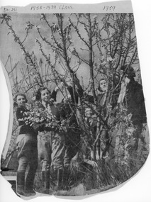 Newspaper - Almond Trees in Blossom, The Sun News - Pictorial, 1939