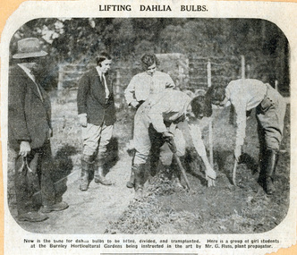 Newspaper - Newspaper Cutting, The Argus, Lifting Dahlia Bulbs, 1928