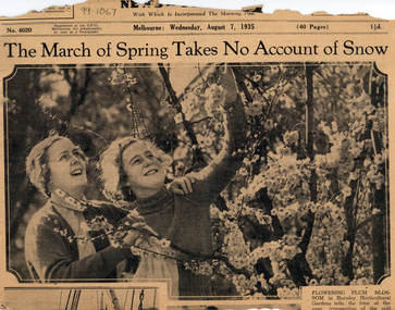 Newspaper - Newspaper Cutting, The Sun News-Pictorial, The March of Spring Takes No Account of Snow, 1935