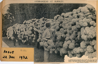 Newspaper - Newspaper Cutting, The Argus, Hydrangeas at Burnley, 1932