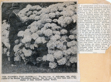 Newspaper - Newspaper Cutting, The Leader, The Flowers That Bloom, 1927