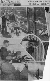 Newspaper - Newspaper Cutting, Champion Egg-Layers' in Test at Burnley, 1940's