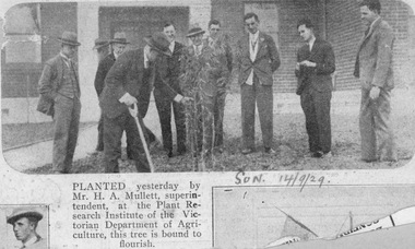 Newspaper - Newspaper Cutting, The Sun, Planted Yesterday, 1929