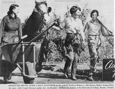 Newspaper - Newspaper Cutting, Homeward Bound After a Day's Ploughing in the Orchard, c. 1950