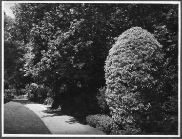 Photograph - Black and white print, Pathway Through Garden, Unknown