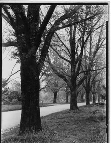 Photograph - Black and white print, Fitzroy Gardens