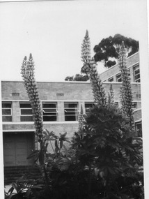 Photograph - Black and white print, Russell Lupins