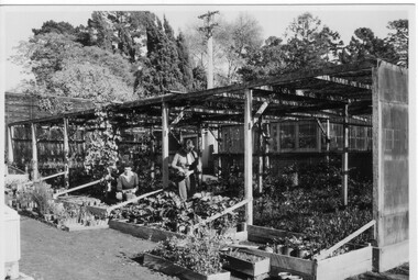 Photograph - Black and white print, Publicity Branch Victorian Department of Agriculture, Shade House, 1947-1948