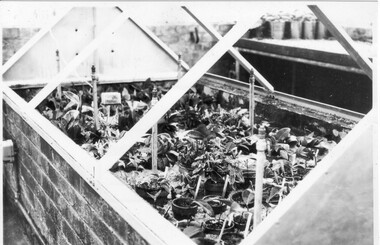 Photograph - Black and white print, Publicity Branch Victorian Department of Agriculture, Potted Plants in Small Glasshouse