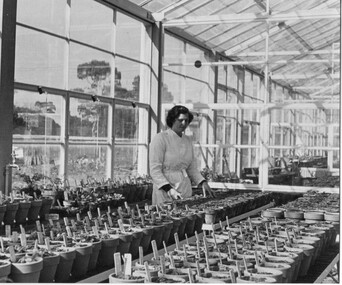 Photograph - Black and white print, Publicity Branch, Department of Agriculture, Victoria, Plant Research Institute/ Laboratory Glasshouse, 1948-1949