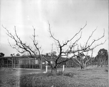 Photograph - Black and white print, Bird Proof Cage, c. 1950