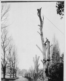 Photograph - Black and white print, Fitzroy Gardens, c. 1920